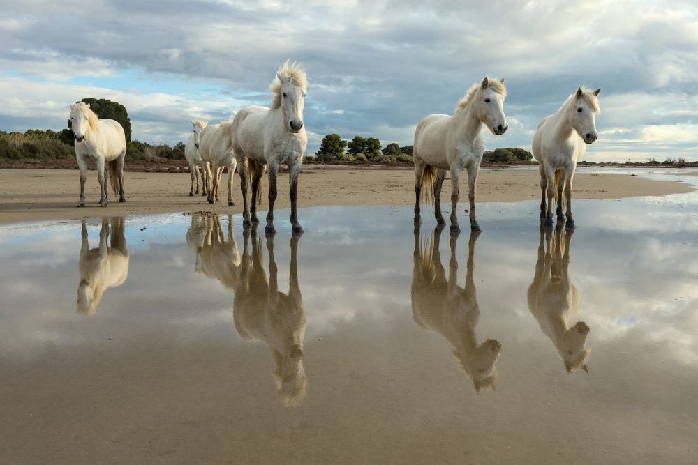 Camargue horses grazing in a field in southern France