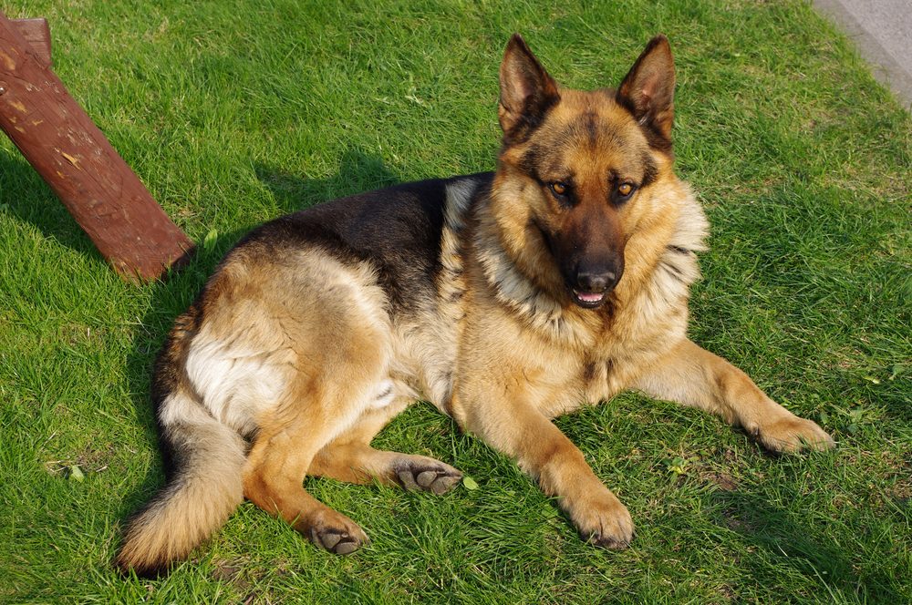 German Shepherd dog standing outdoors in natural light