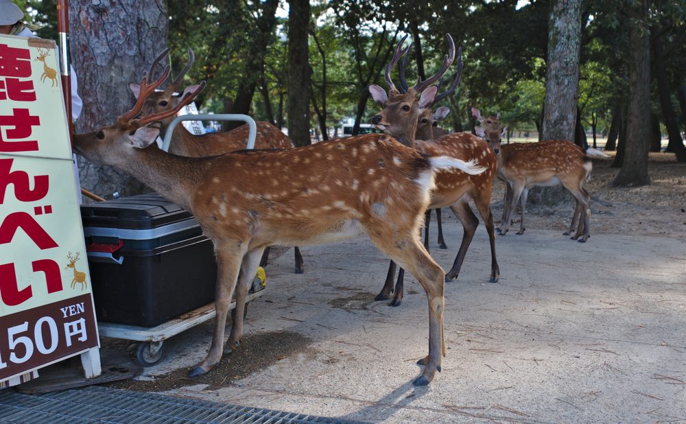 Wild deer roaming freely at Nara Park in Japan