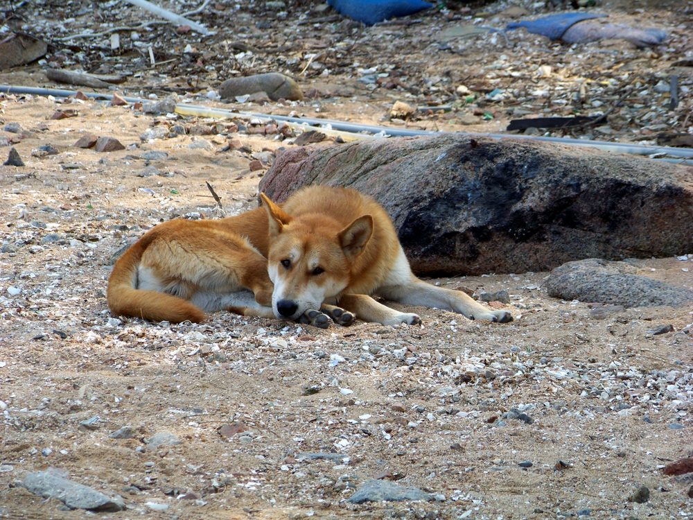 Korean Jindo dog, a native Korean dog breed, standing outdoors