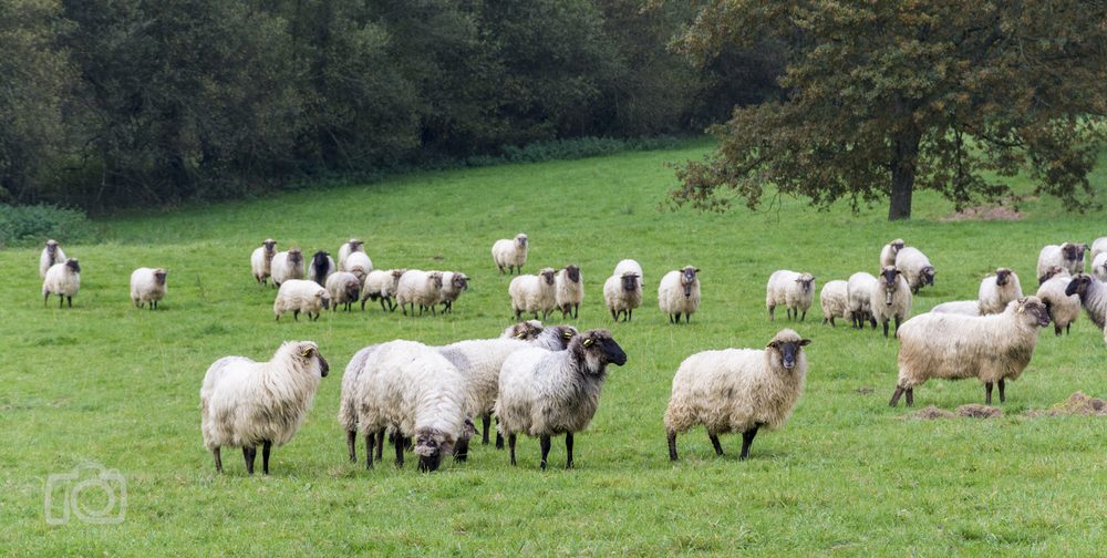Latxa sheep grazing on a farm in Spain