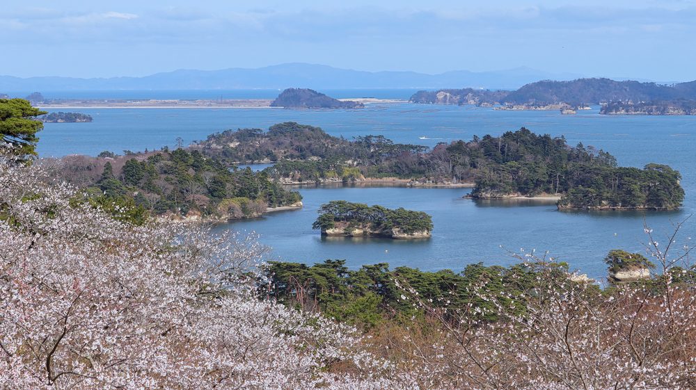 Cherry blossom trees overlooking a pine-covered island landscape in Matsushima Bay, Japan