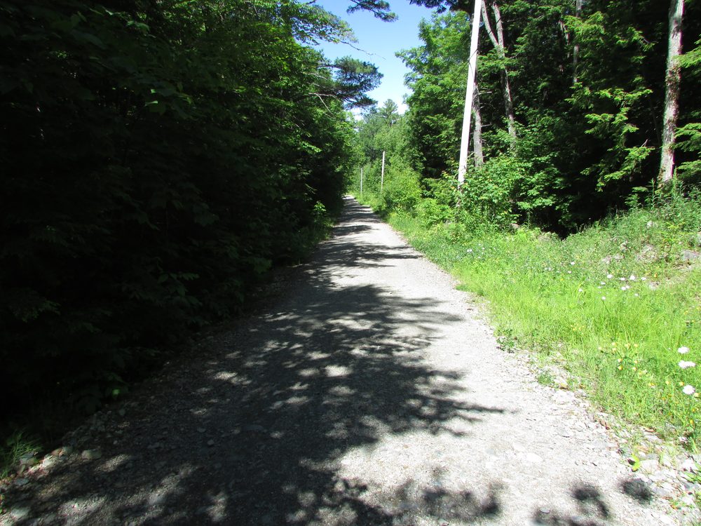 Forest hiking trail winding into the distance, representing the slow and gradual nature of language learning progress